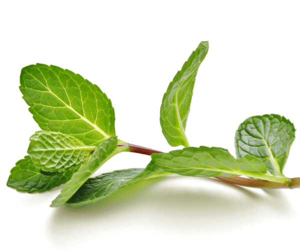 A close up of leaves on a white background