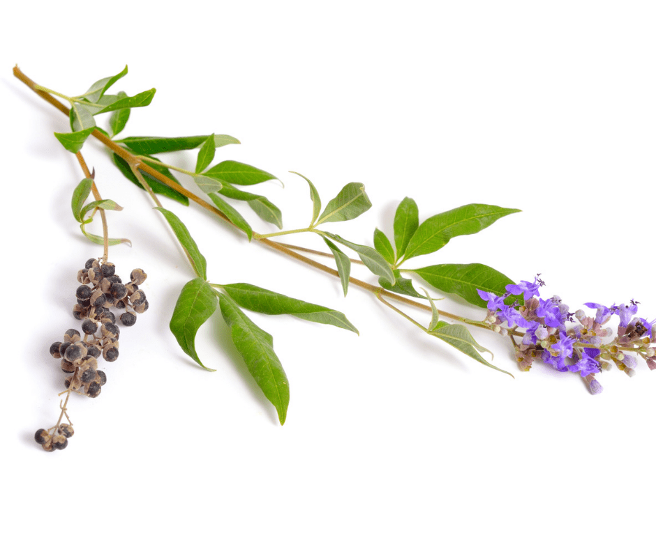 A branch of green leaves and purple flowers.