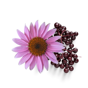 A purple flower and some berries on a white surface