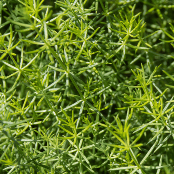 A close up of the leaves on a plant