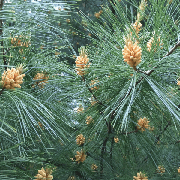 A close up of pine cones on the branches.