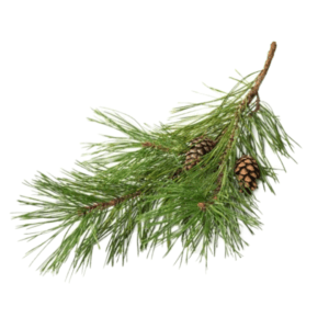 A pine branch with cones on it.