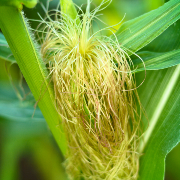 A close up of the plant 's flower head.