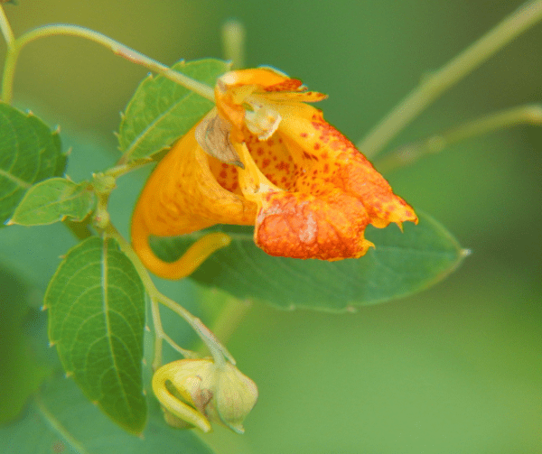A close up of the flower and leaves of a plant.
