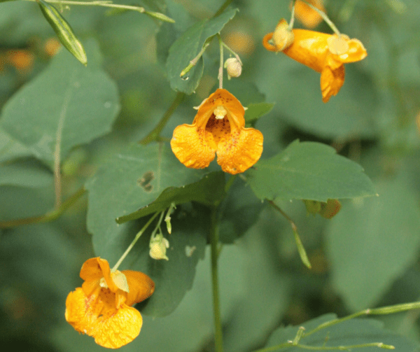 A close up of yellow flowers with green leaves