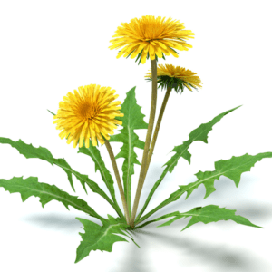 A group of dandelions with leaves on the ground.