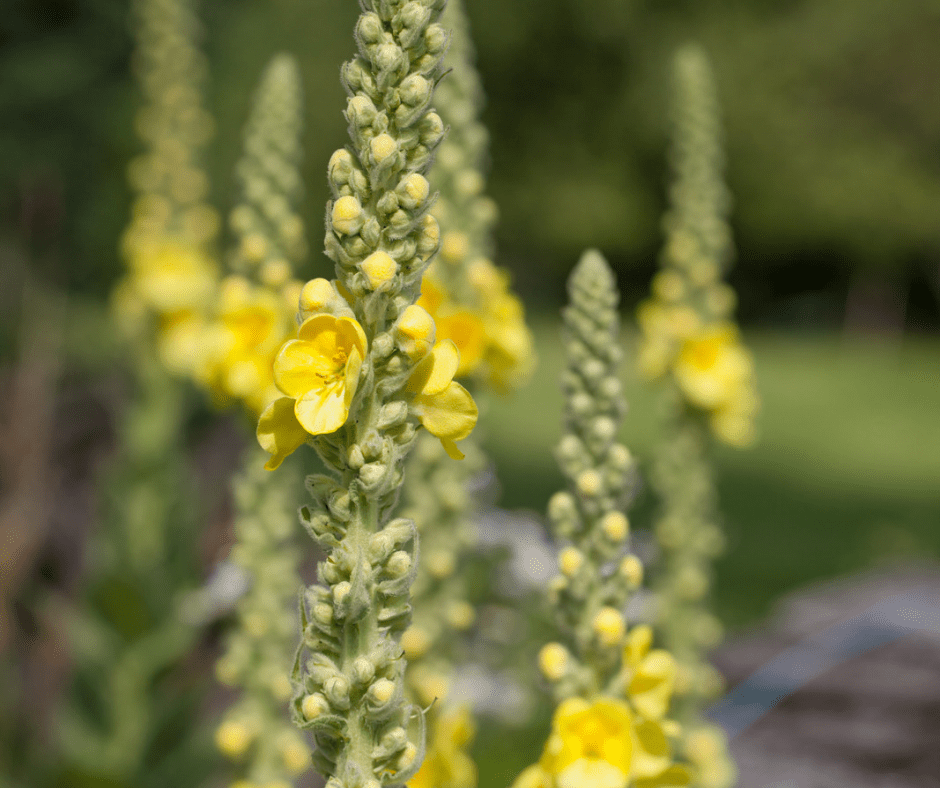 A close up of some yellow flowers in the grass