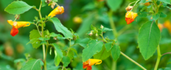 A plant with yellow flowers, green leaves, and known as Jewelweed for treating poison ivy.