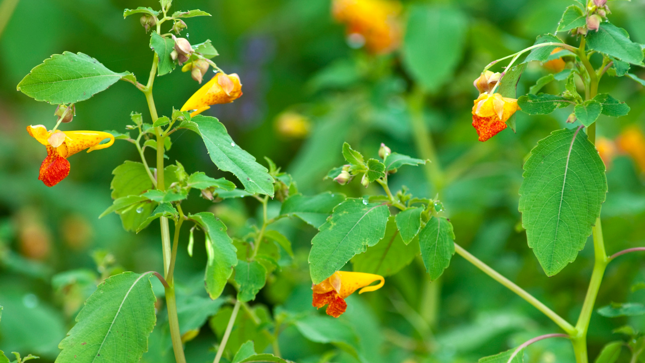 A plant with yellow flowers, green leaves, and known as Jewelweed for treating poison ivy.