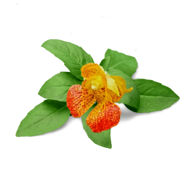 A flower with green leaves on it