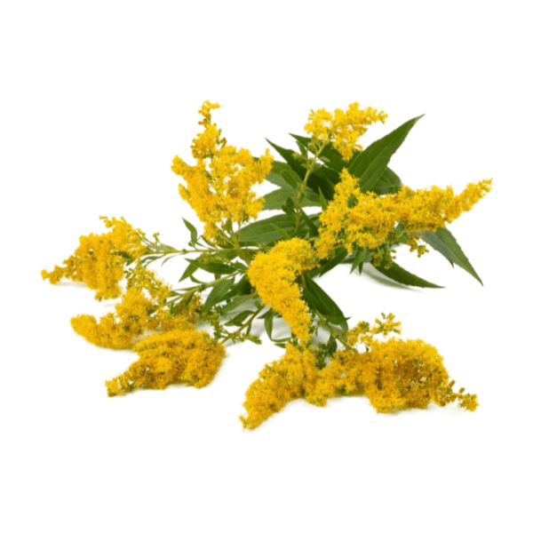 A bunch of yellow flowers with green leaves.
