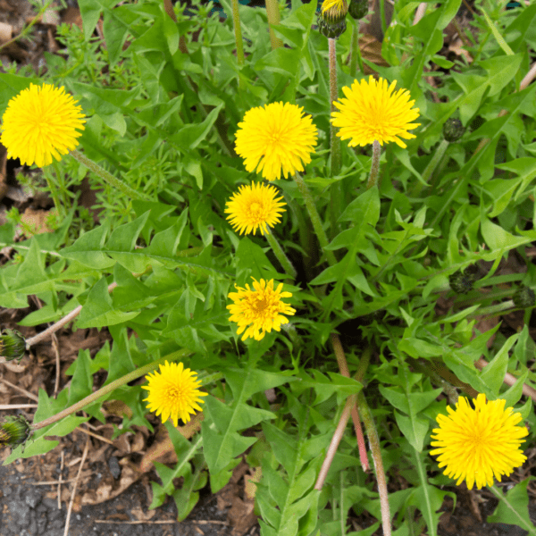 A close up of some yellow flowers in the grass