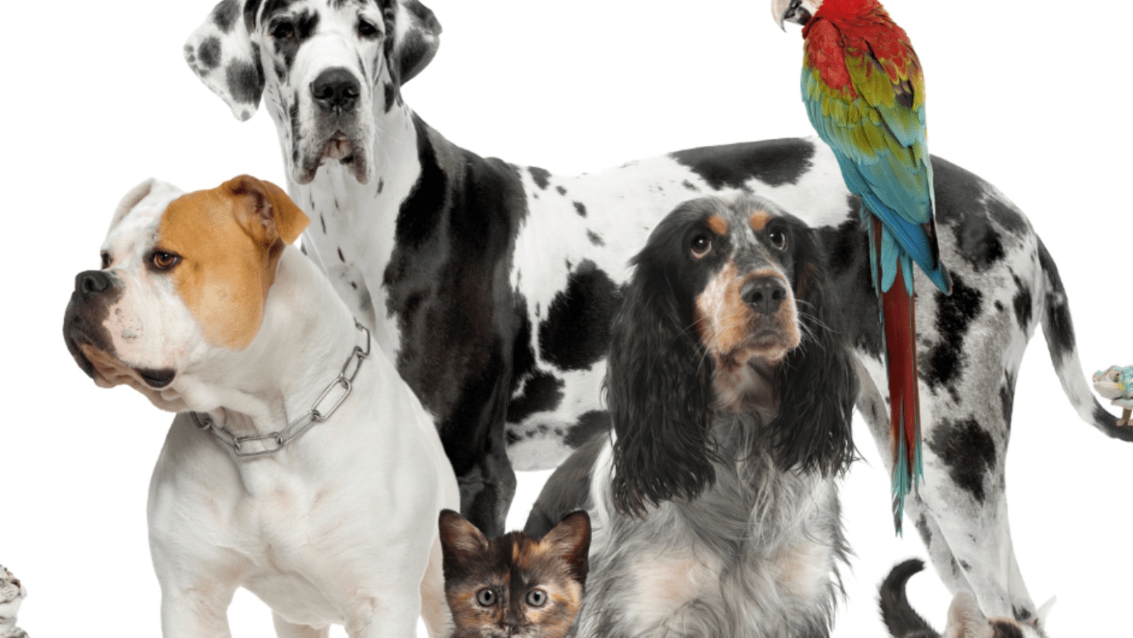 A group of dogs and cats standing together.