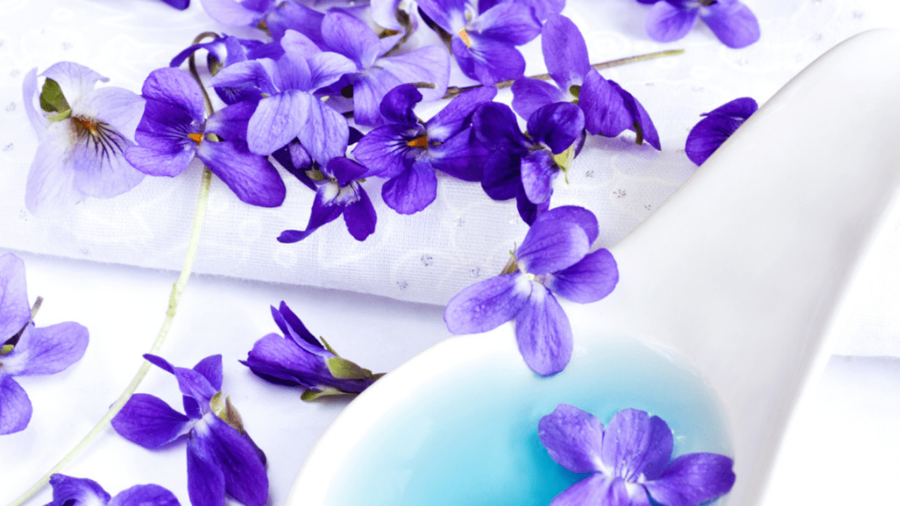 A close up of some purple flowers on the ground