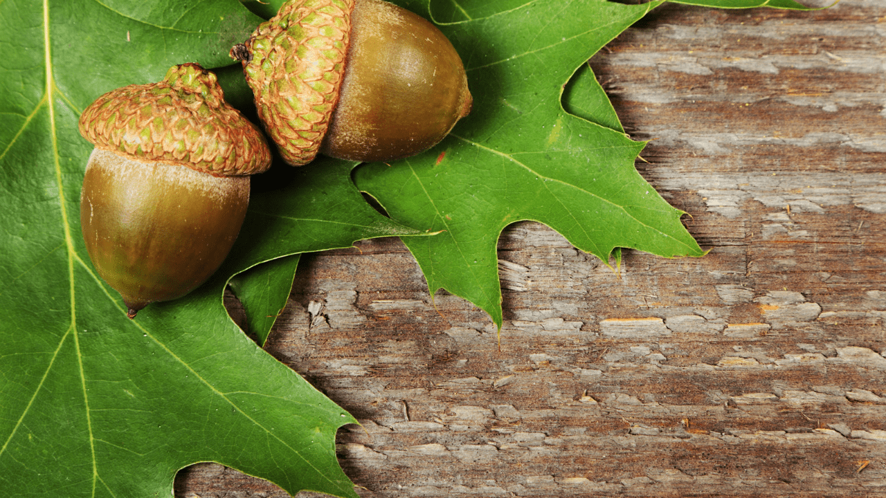 A close up of acorns and leaves on the ground