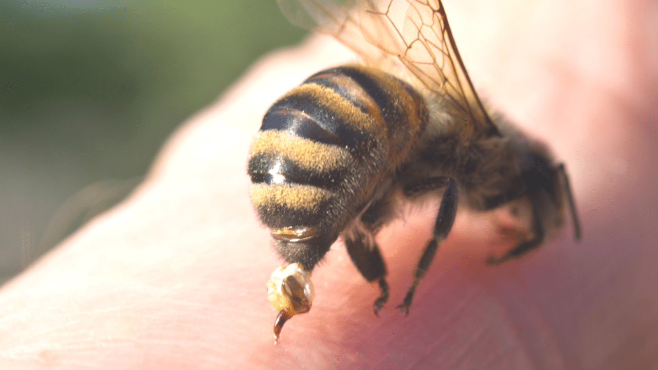 A bee is sitting on the arm of someone.