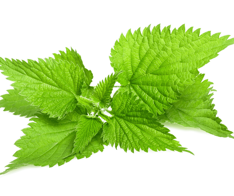 A close up of green leaves on a white background