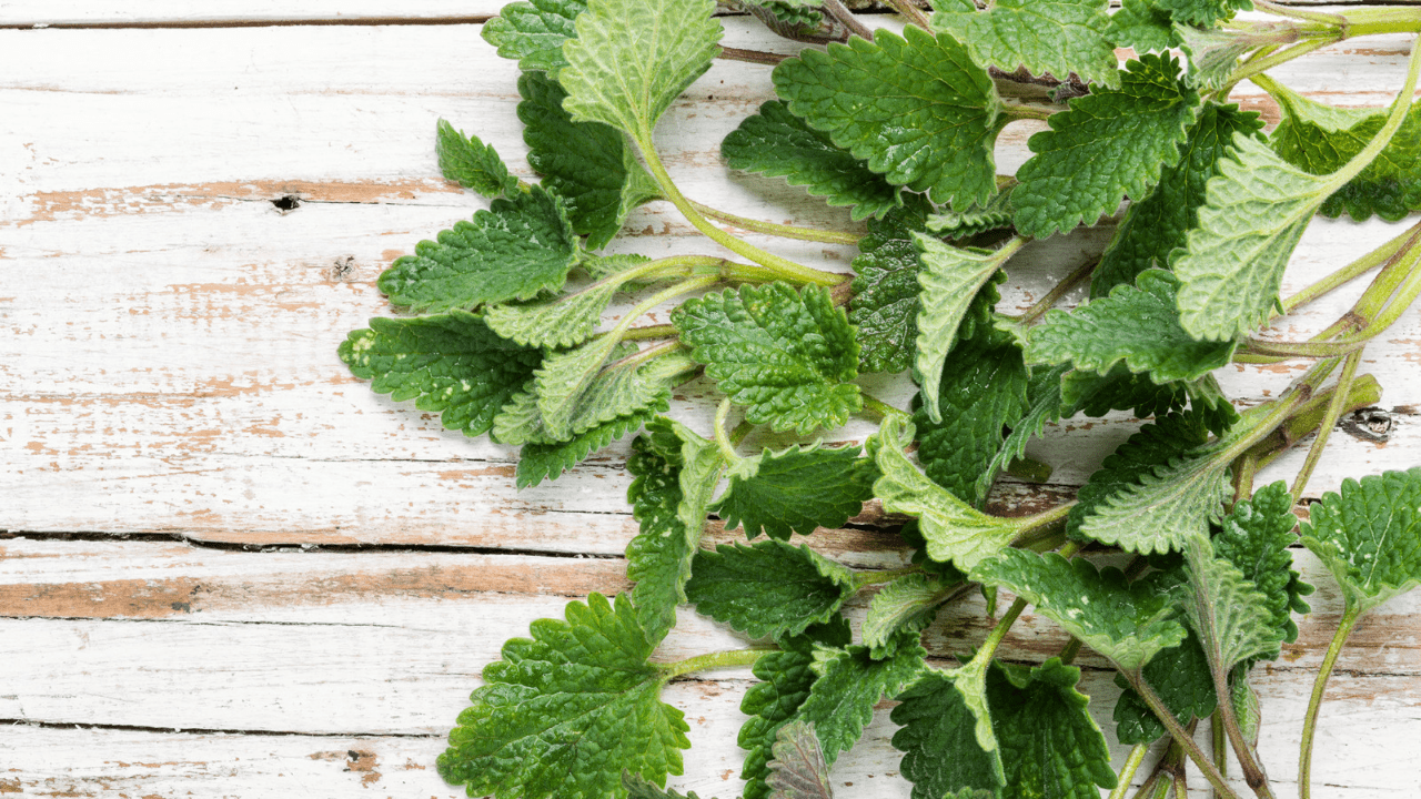 A close up of green leaves on a wooden surface