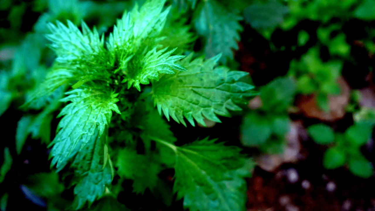 A close up of green leaves on the ground