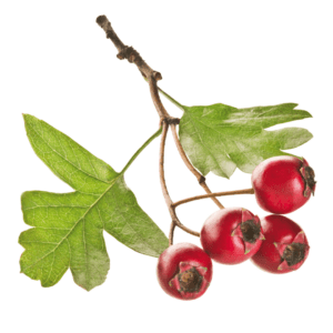 A branch of red berries with leaves on it.