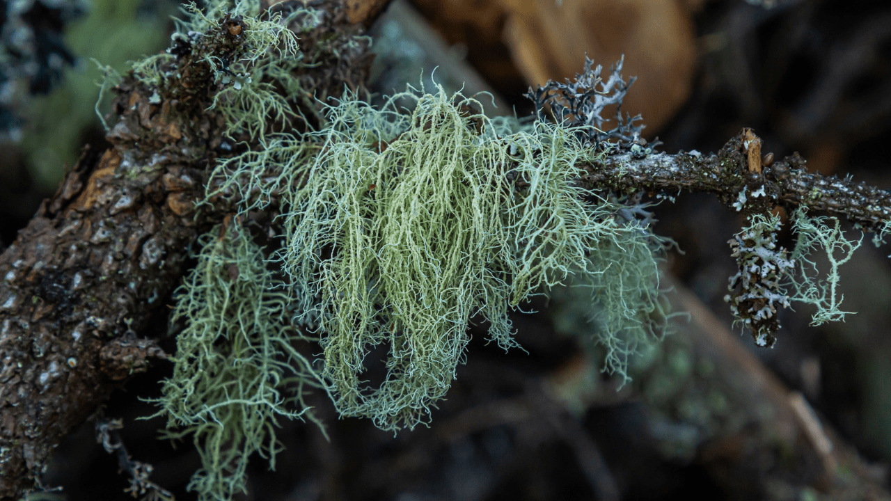 A close up of the green and brown color of moss.
