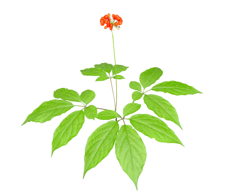 A plant with green leaves and orange flowers.