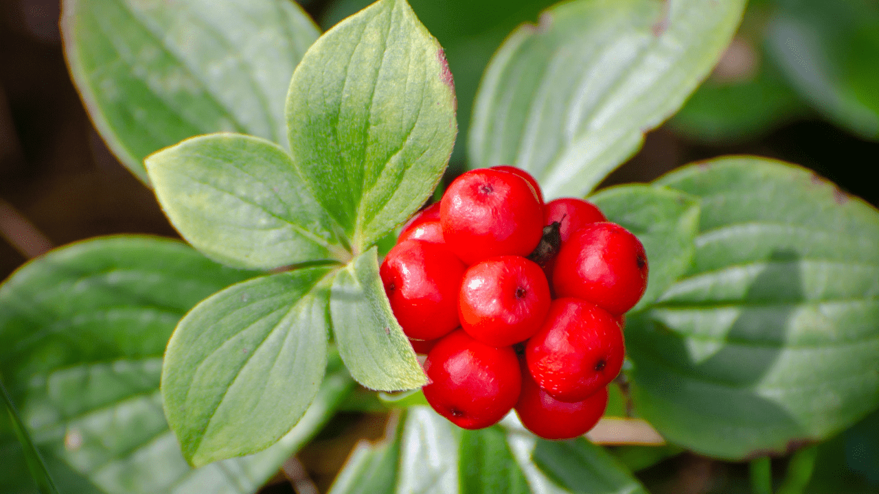 A close up of some berries on the plant