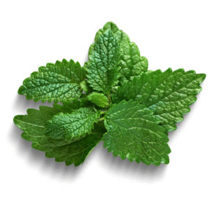 Lemon Balm Elixir