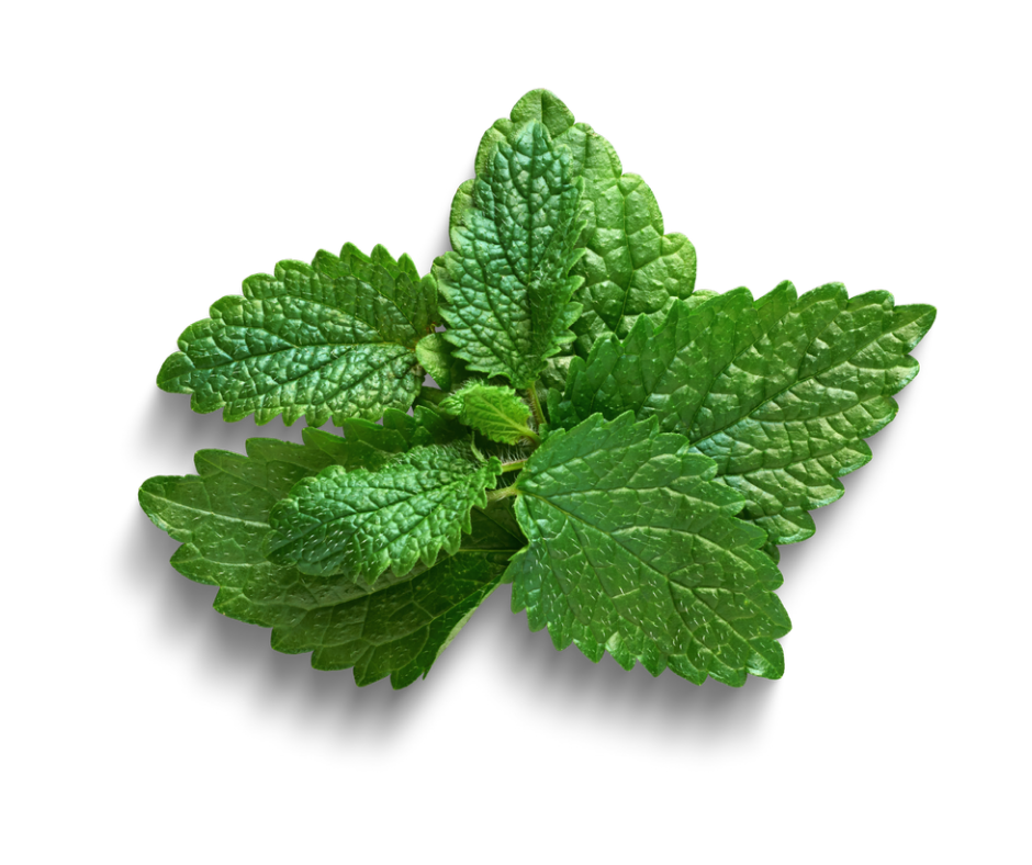 Lemon Balm Elixir