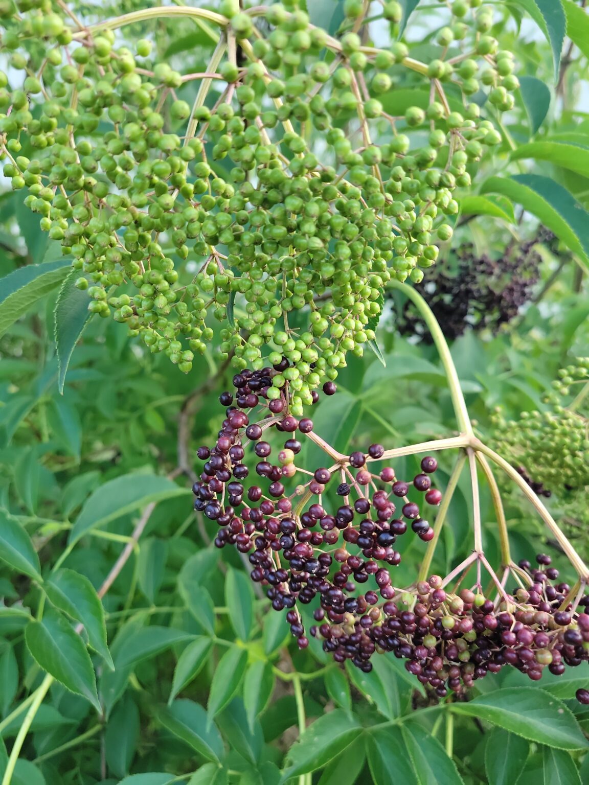 Elderberry Capers ~ HealthPrimitive