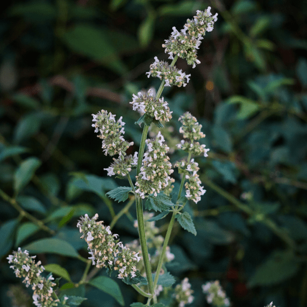 A close up of the flowers on a plant