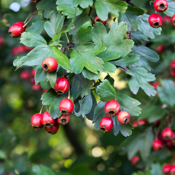 A close up of red berries on a tree