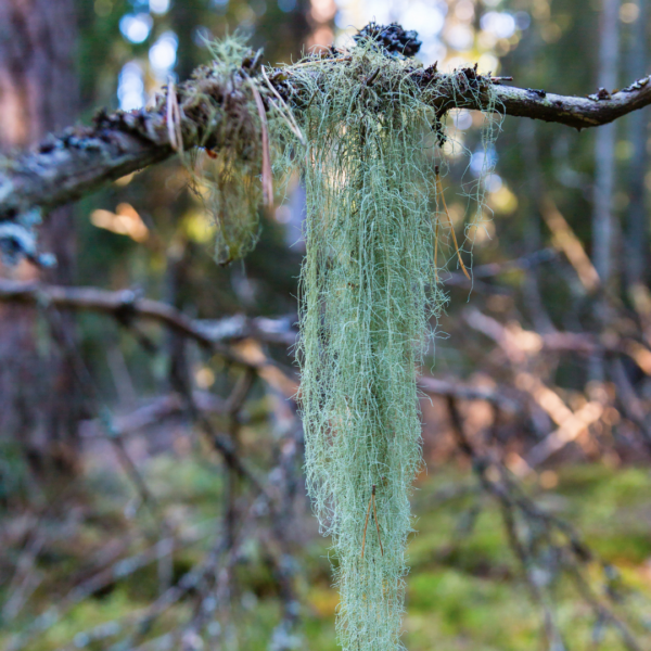 A tree branch with moss hanging from it.