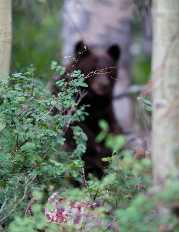 A bear is standing in the woods near some trees.