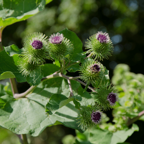 A close up of the flowers and leaves on a plant.