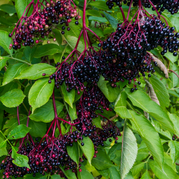 A bunch of berries hanging from the branches of a tree.