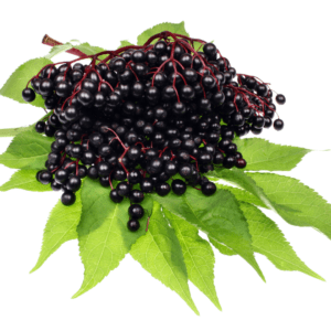 A bunch of black berries on some green leaves