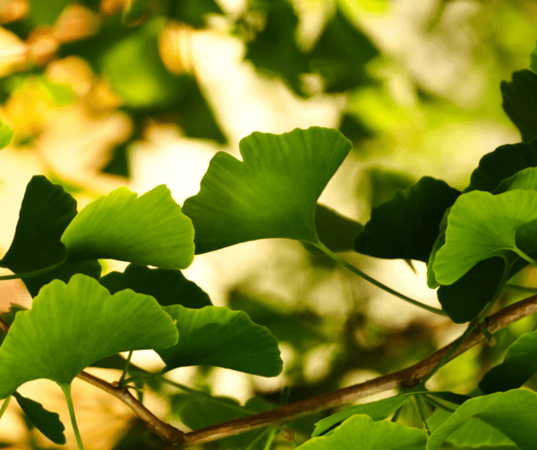 A close up of leaves on a tree