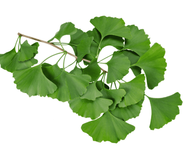 A close up of leaves on a white background