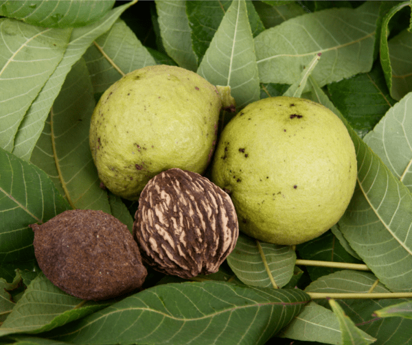 A group of three walnuts sitting on top of leaves.