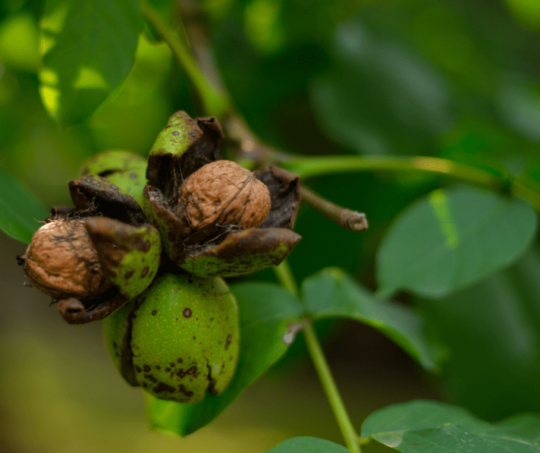 Black Walnut For Removing Parasites HealthPrimitive