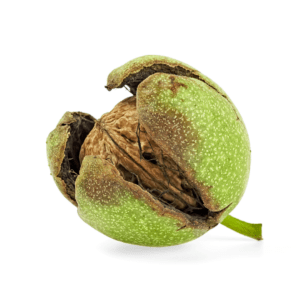 A green nut with brown seeds on it.