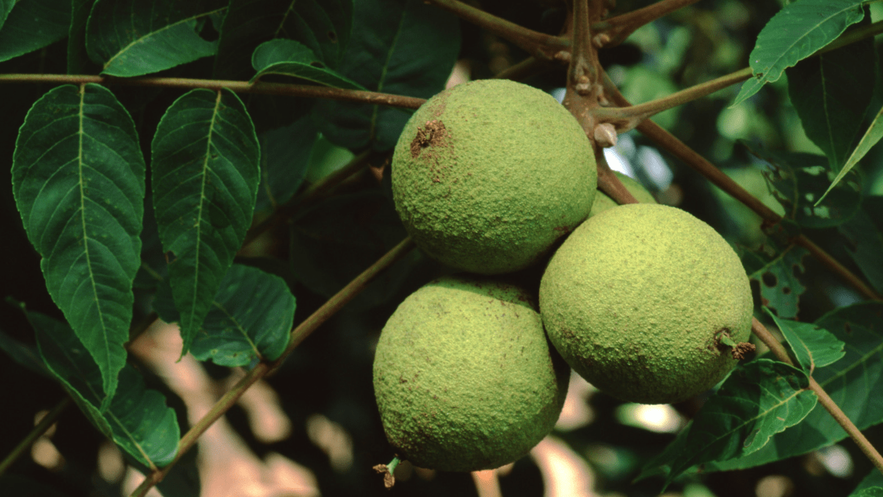 A close up of some green fruit hanging from a tree.