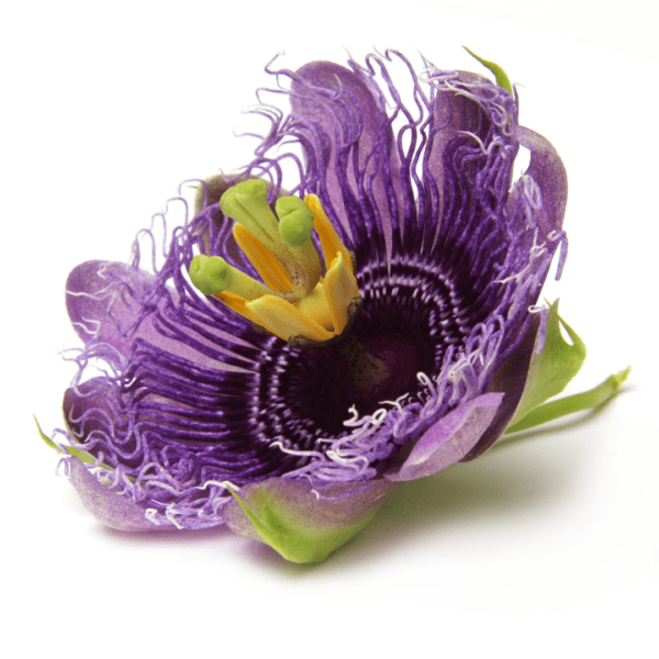 A purple flower with green leaves on it.