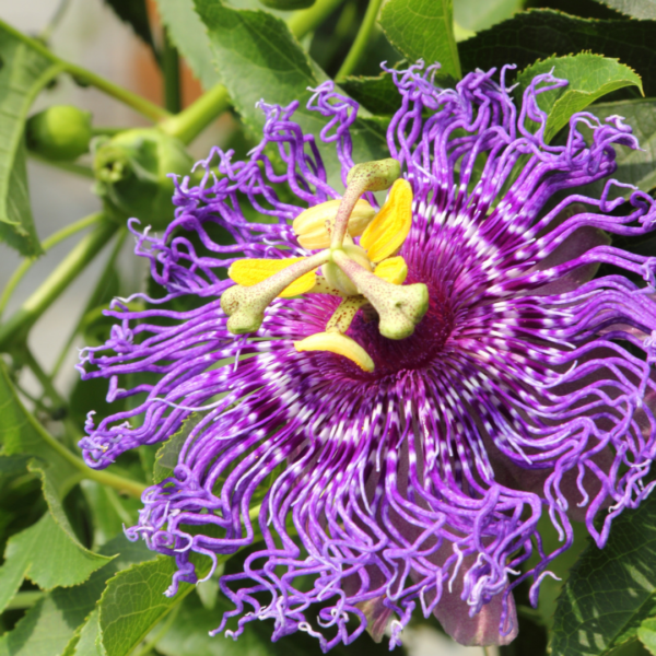 A purple flower with yellow center and green leaves.