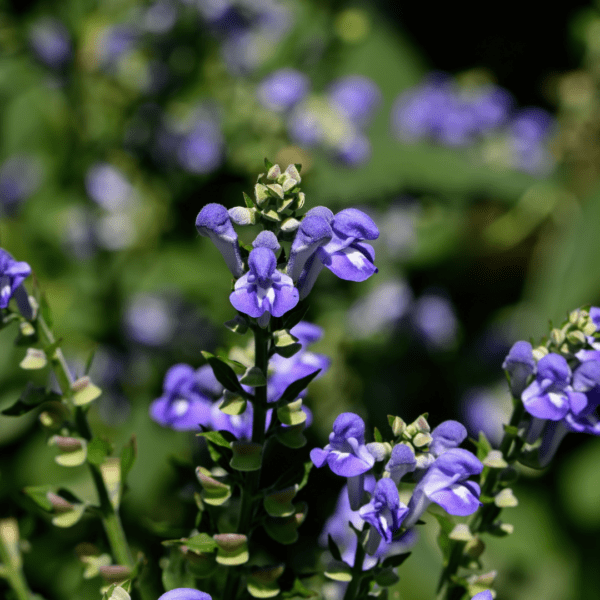 A close up of purple flowers in the grass.