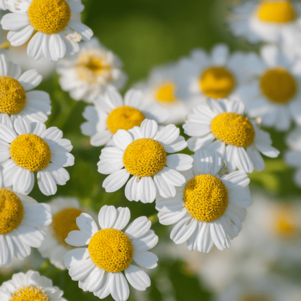 A close up of some white flowers with yellow centers