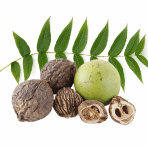 Black Walnut Parasite Cleanse