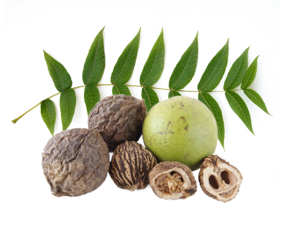 Black Walnut Parasite Cleanse