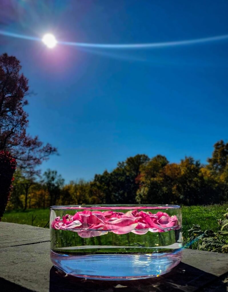 A glass vase with pink flowers in it